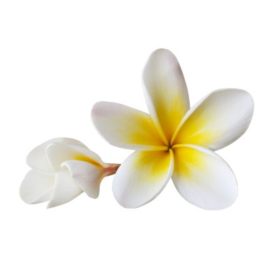 Plumeria (with Path) clipart