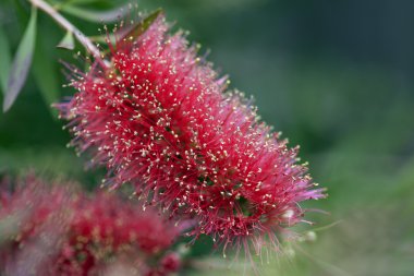 Bottlebrush