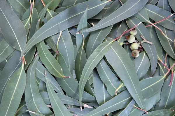 Eucalyptus listy pozadí — Stock fotografie
