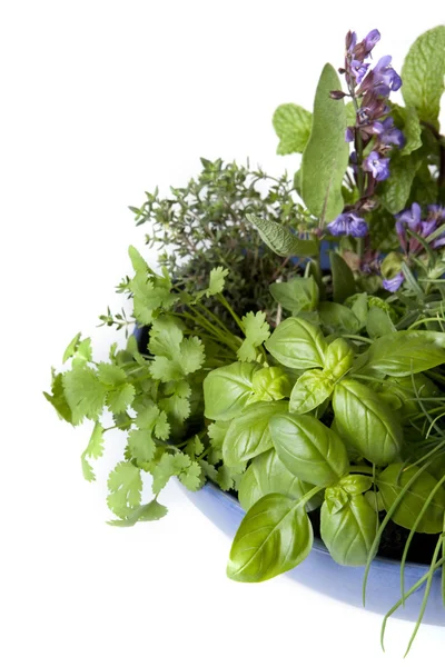 Herb Garden — Stock Photo, Image