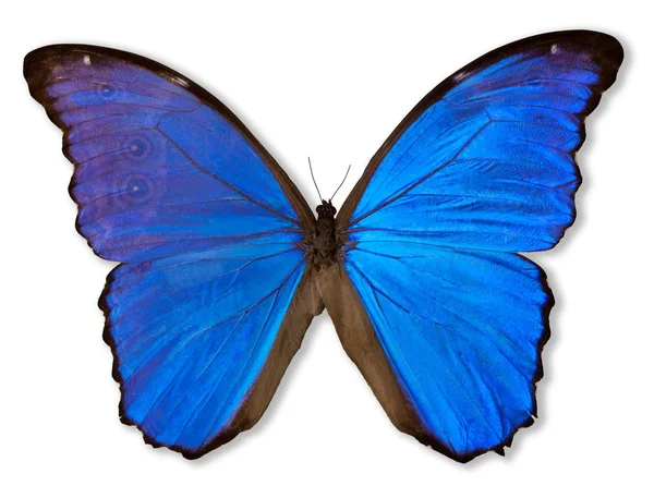 蓝色蝴蝶 (与路径) — 图库照片