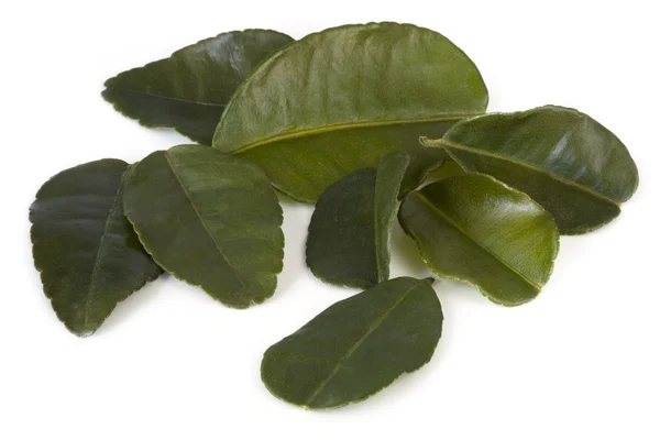 카피르 석회 잎 — 스톡 사진