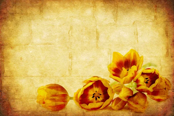Grunge tulipány — Stock fotografie