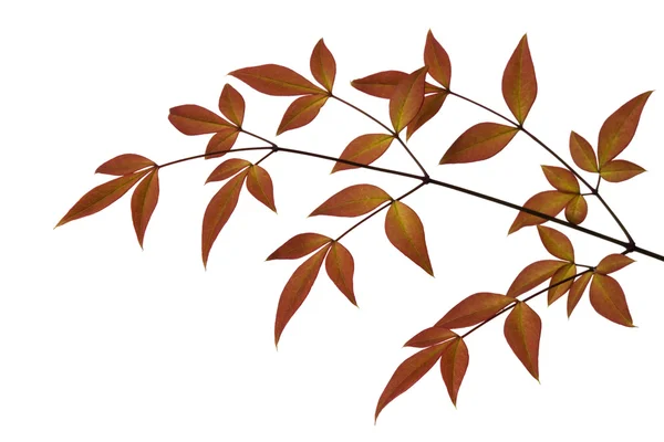 Russet φύλλα赤褐色叶子 — Φωτογραφία Αρχείου