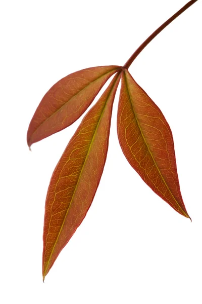 Rödbrun blad — Stockfoto
