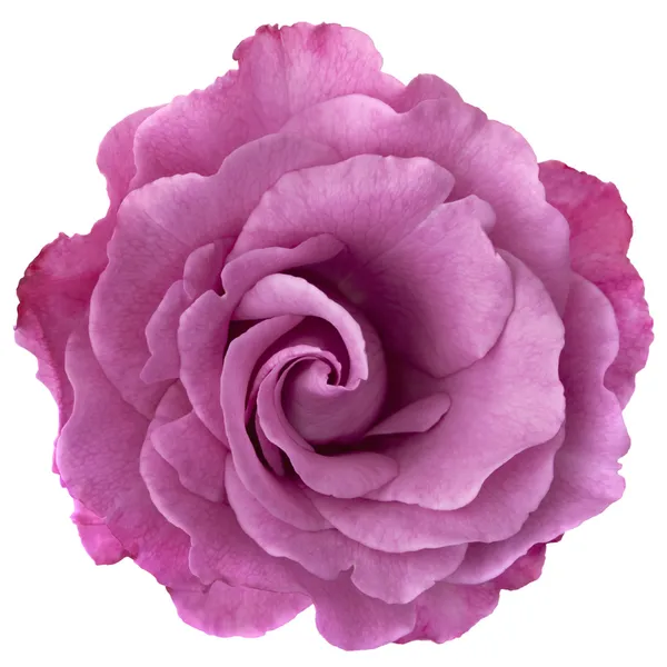 Rosa lavanda — Fotografia de Stock