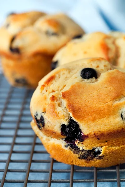 Blueberry Muffins — Stock Photo, Image