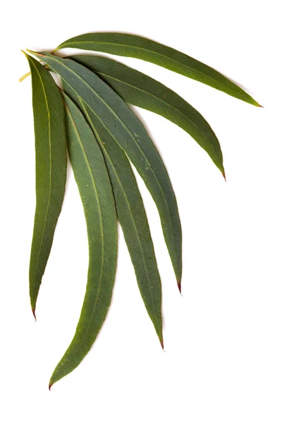 Guma liście — Zdjęcie stockowe