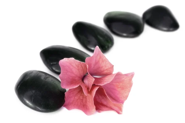 Spa Stones and Flower — Stock Photo, Image