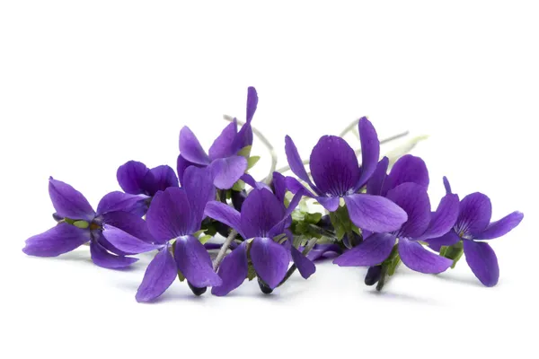 Ramito de violetas: imágenes, fotos de stock libres de derechos | Depositphotos