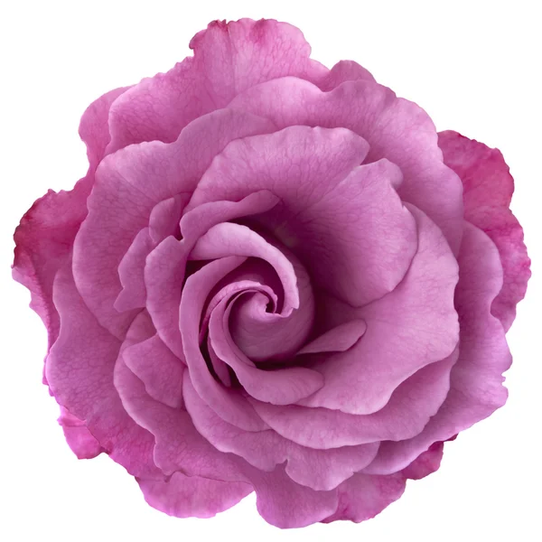 Lavendel rose Stockfoto