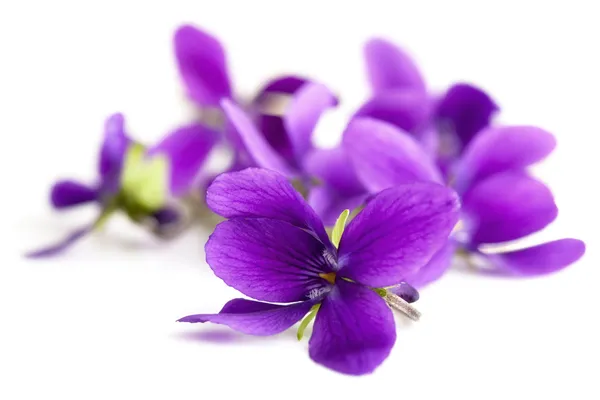 Violetas — Fotografia de Stock