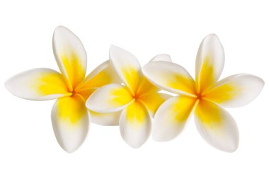 Plumeria (with Path) clipart