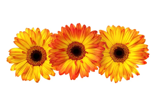 Tre gerbera daisies — Stockfoto