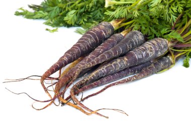 Purple Carrots clipart