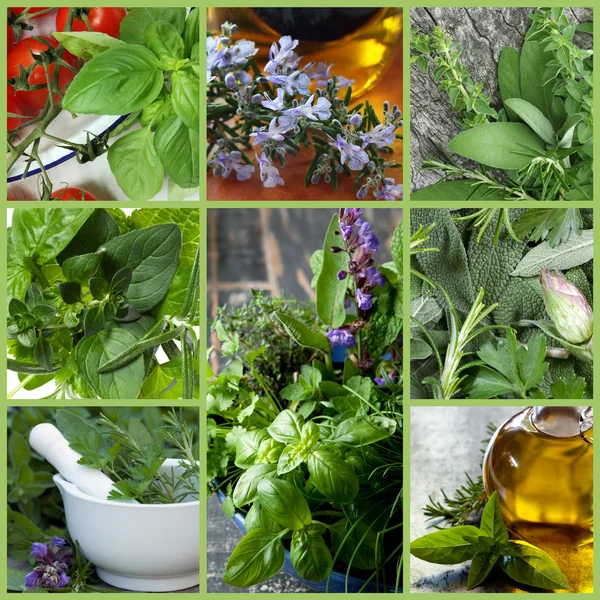 Herbs Collage — Stock Photo, Image