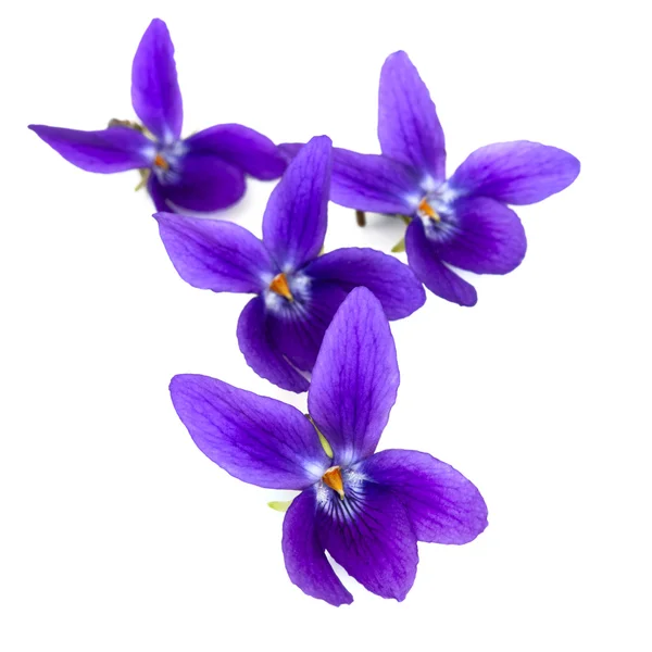 Violets — Stock Photo, Image