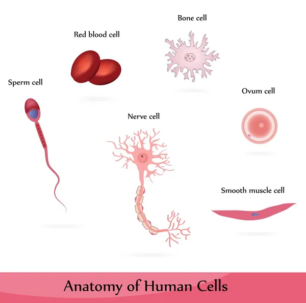 Menselijke cellen — Stockfoto