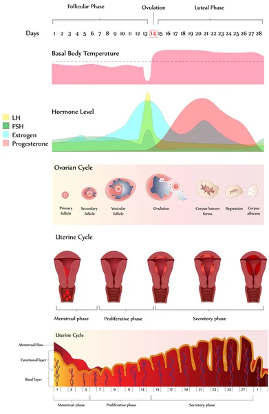 Menstruationszyklus — Stockvektor