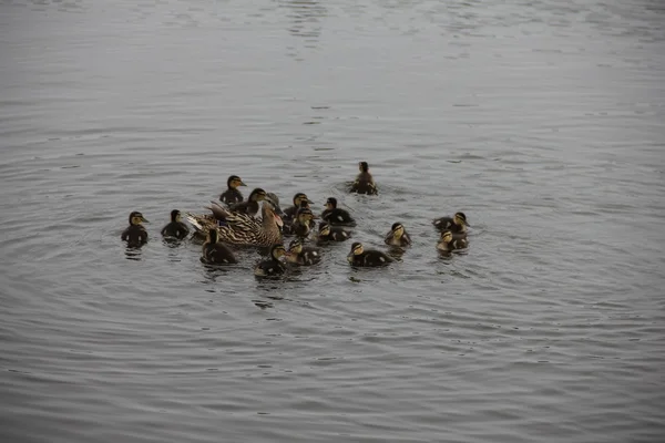 stock image Ducklings