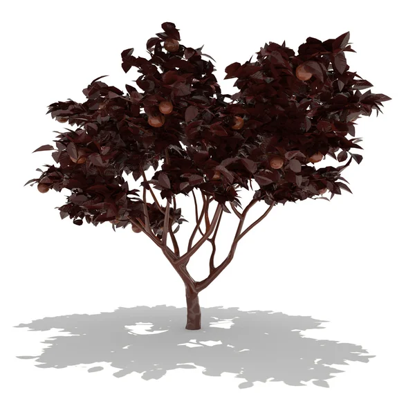 Дерево темного шоколаду — стокове фото