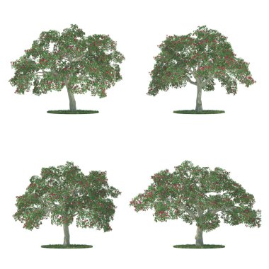 Erythrina trees collection isolated on white clipart