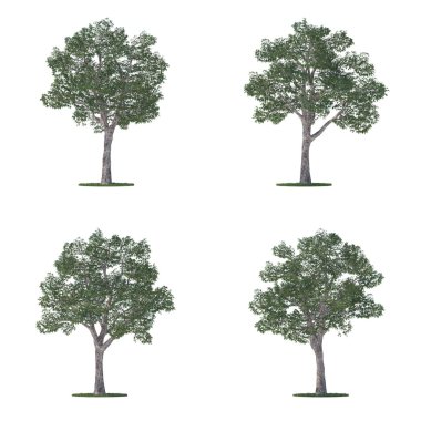 Çınar ağaçları koleksiyon üzerinde beyaz izole