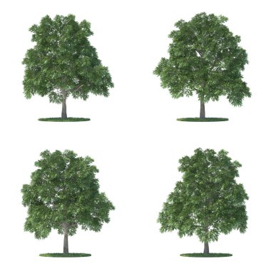 Sassafras trees collection isolated on white clipart