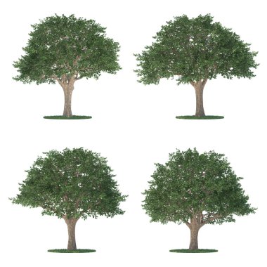 Schinus trees collection isolated on white clipart