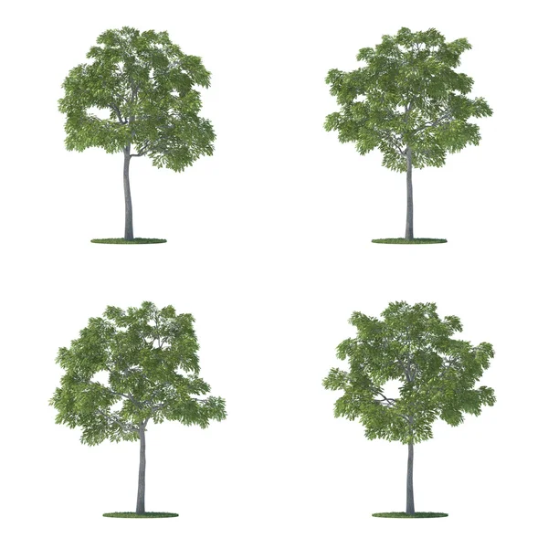 Coleção Juglans nigra árvores isoladas em branco — Fotografia de Stock