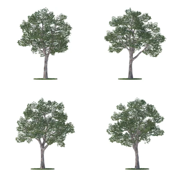 Coleção de árvores de platanus isoladas em branco — Fotografia de Stock