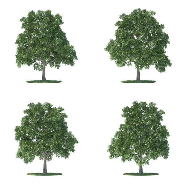 Coleção de árvores Sassafras isoladas em branco — Fotografia de Stock