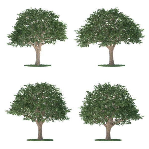 Coleção de árvores de Schinus isoladas em branco — Fotografia de Stock
