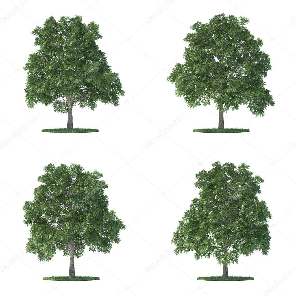 Sassafras trees collection isolated on white