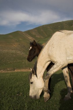 Dağda otlayan at