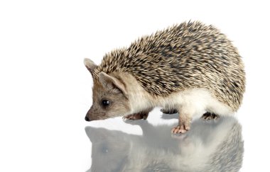 Hedgehog clipart