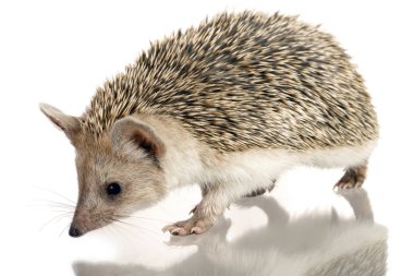 Hedgehog clipart