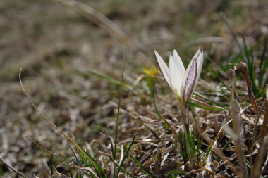 Beyaz bahar crocus