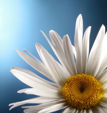 çiçek açması beyaz papatya