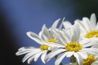 witte tuin kamille