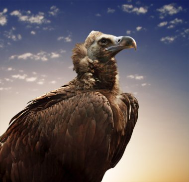 White-backed vulture clipart