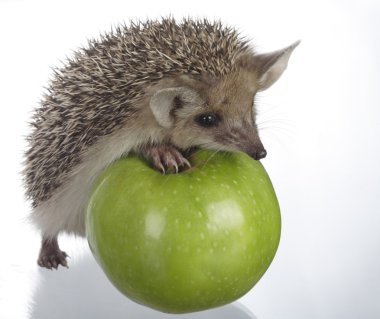 Hedgehog and apple clipart