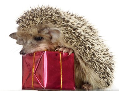 Hedgehog and gift clipart