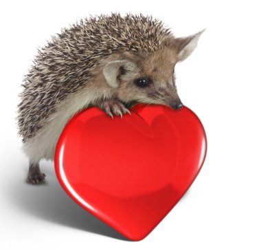 Hedgehog on red heart clipart