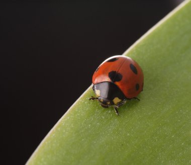 Ladybird yaprak üzerinde