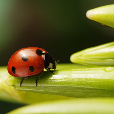 Ladybird yaprak üzerinde