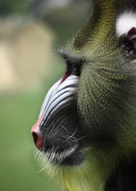 Close up portrait of baboon monkey clipart