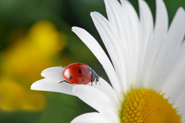 Rood ladybug op bloem petal — Stockfoto
