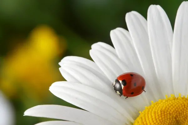 Red ladybug on flower petal — Stock Photo, Image
