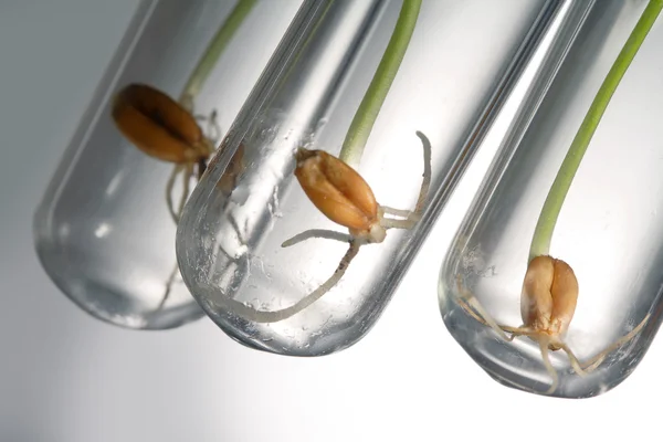 Germinar semillas en tubo de ensayo —  Fotos de Stock